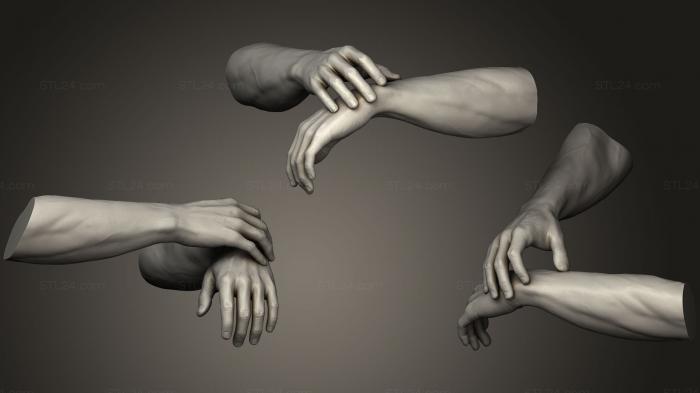 Анатомия скелеты и черепа (Мужские руки 7, ANTM_0823) 3D модель для ЧПУ станка